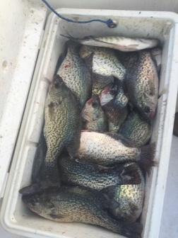 Smith Crappie Cooler